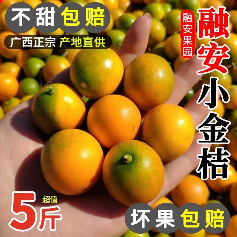 广西特大融安脆蜜金桔新鲜水果现摘滑皮应季新鲜纯甜当季包邮