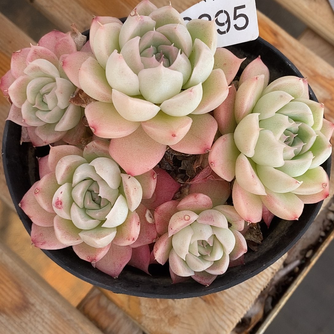 水***53895散群掉头不售后～11厘米