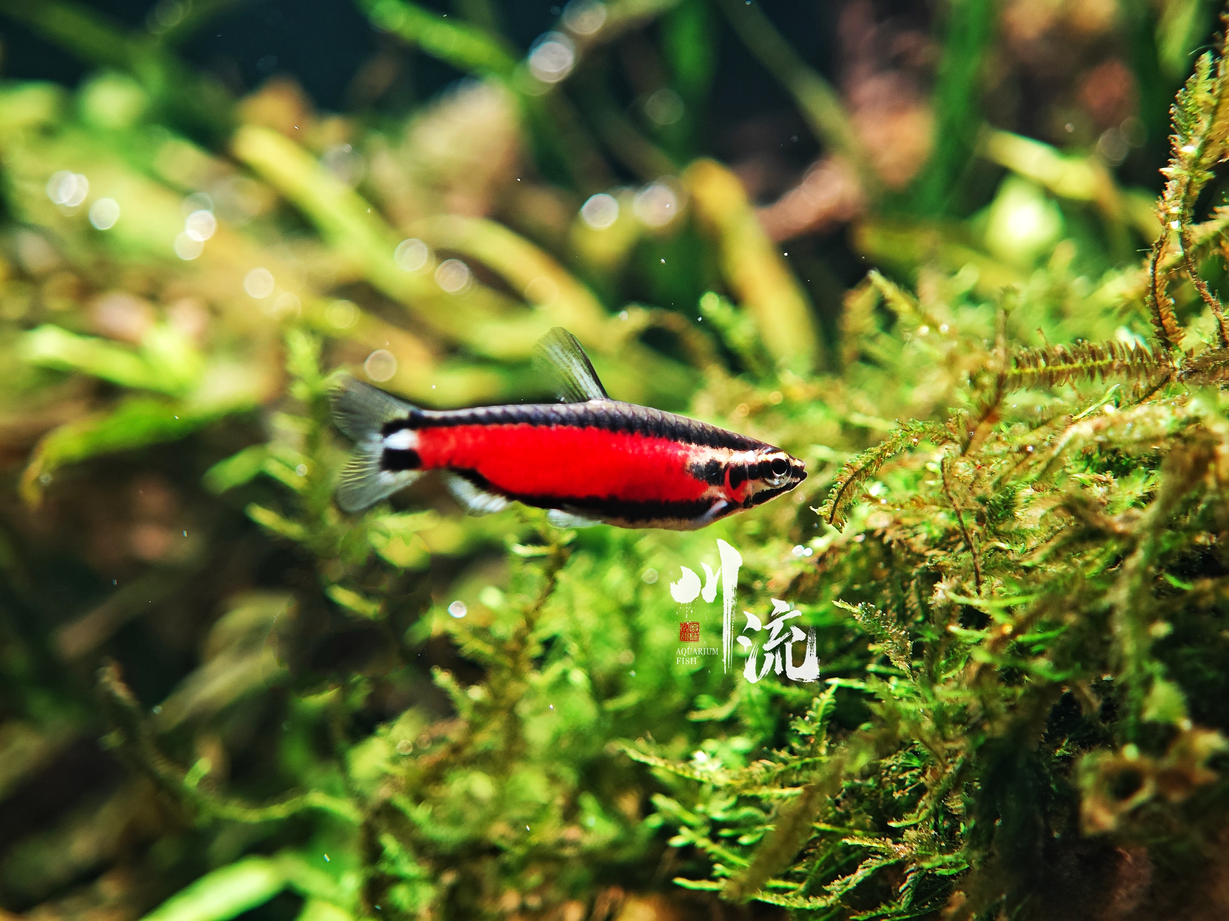 【川流Aquarium Fish】火山铅笔南美小型观赏热带鱼/已定水检疫