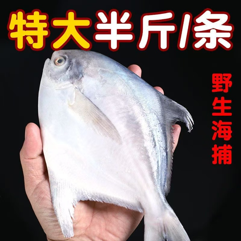野生海捕银鲳鱼5两一条（独立包装6条）顺丰液氮锁鲜包邮
