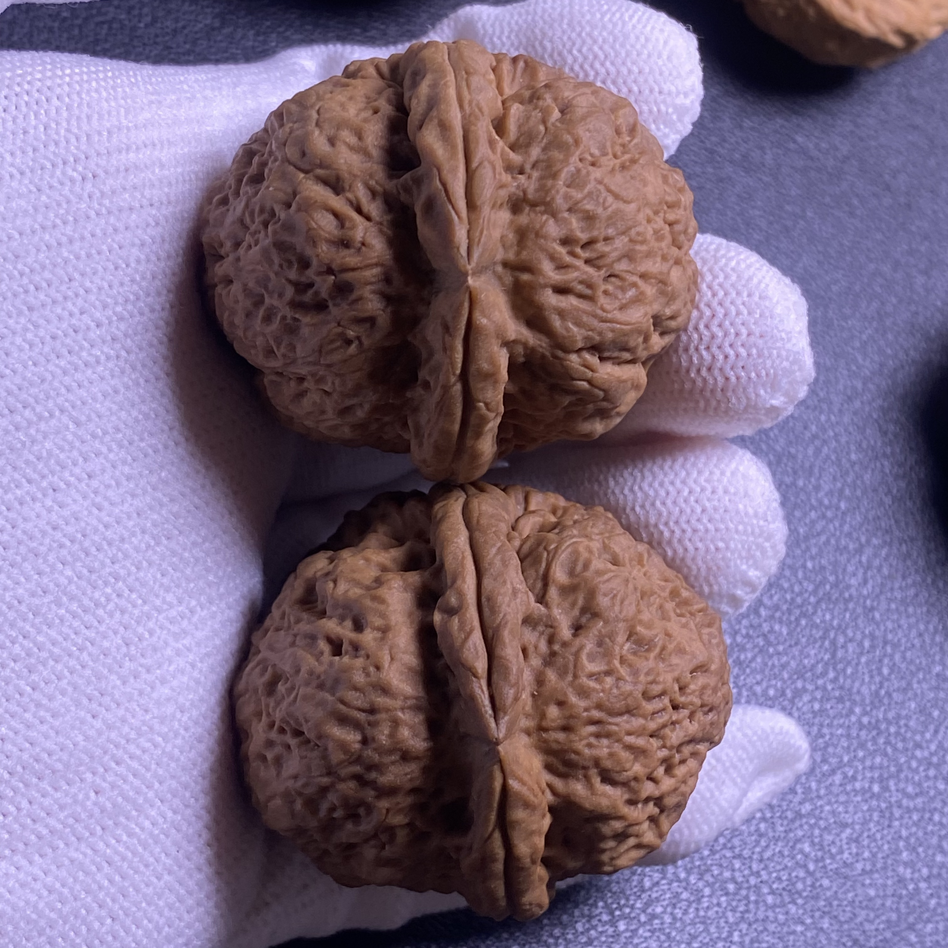 云南野生铁核桃，双龙戏珠