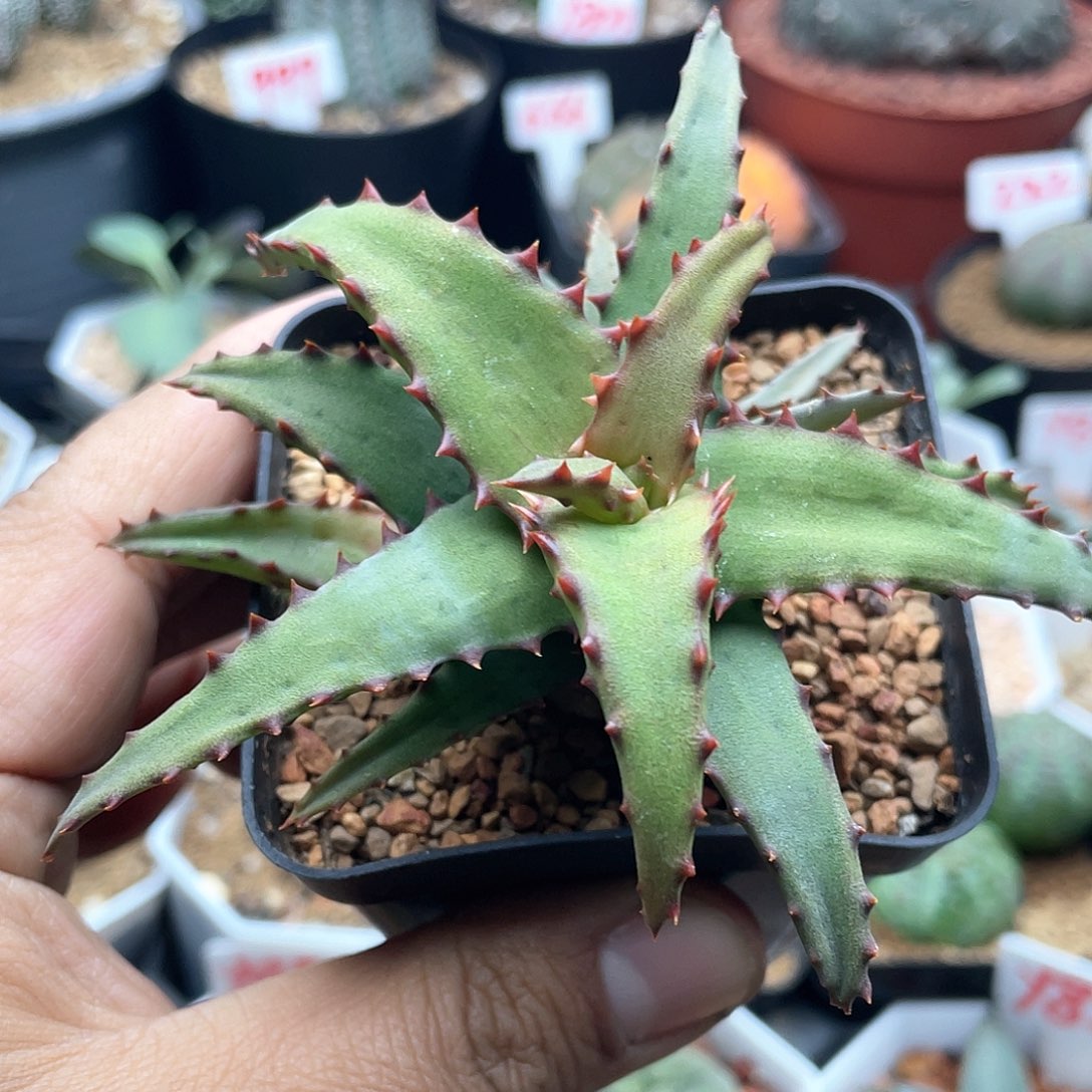 实生红刺芦荟 致远多肉