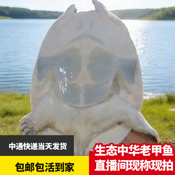 【直播间改价】生态放养甲鱼鲜活大甲鱼中华老鳖王八水产