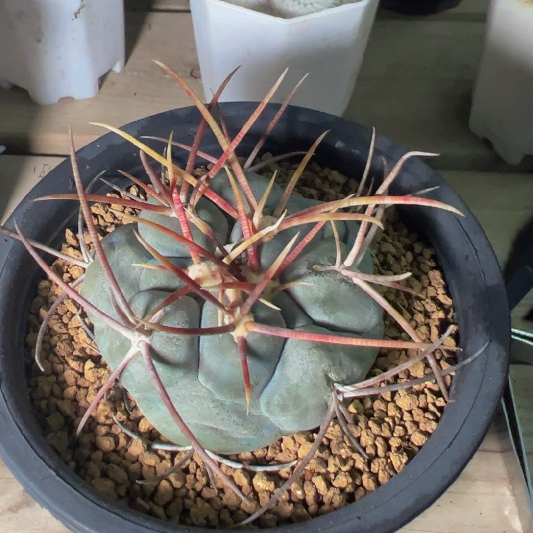 315实生根多肉植物带盆土