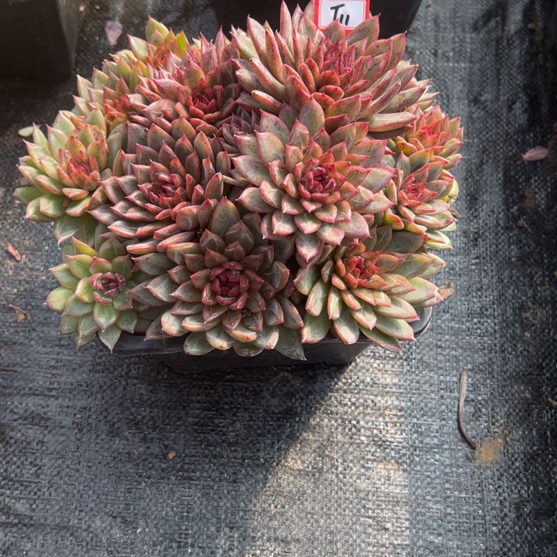 旗***门精品多肉植物老桩