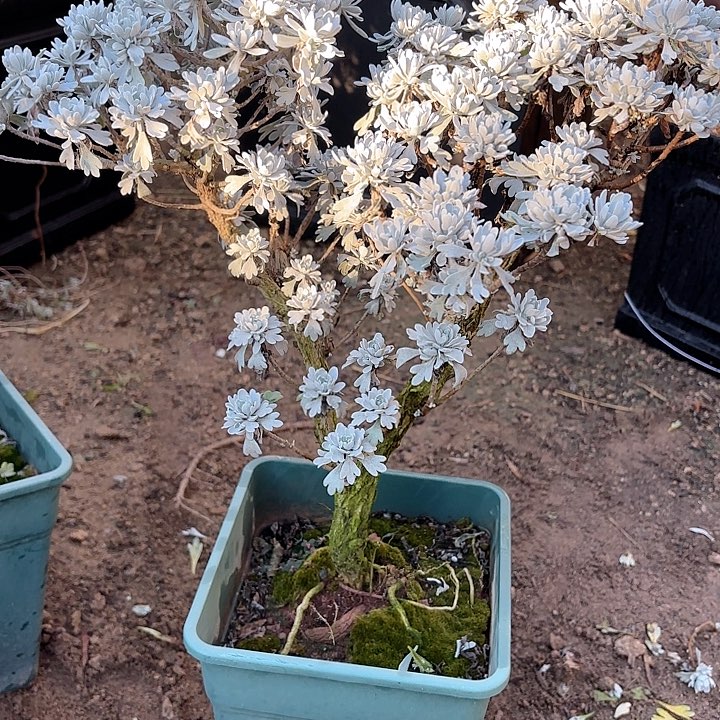 我***人带土球发货哈哈哈哈