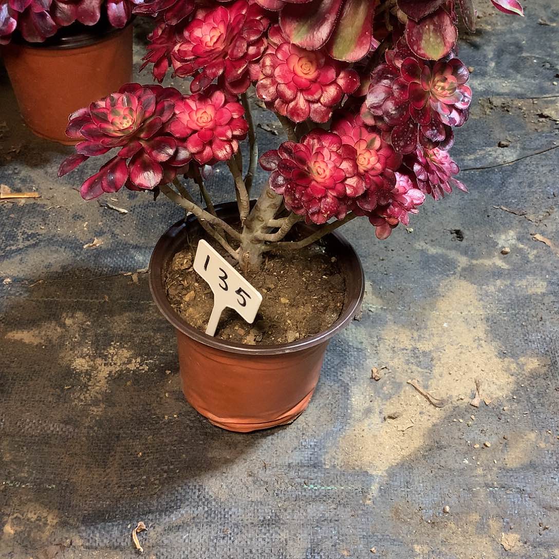 135多肉0000000000000