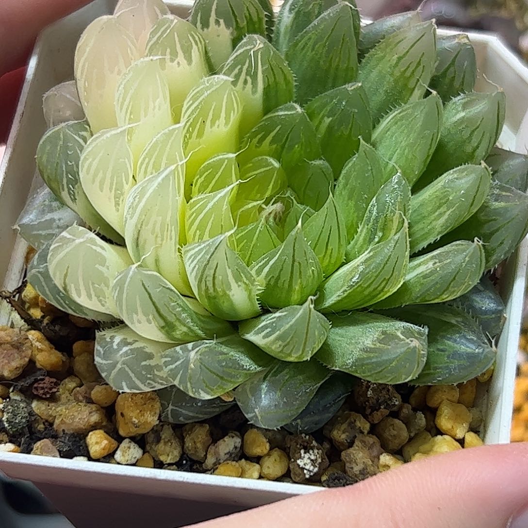 花蝴蝶锦十二卷多肉植物