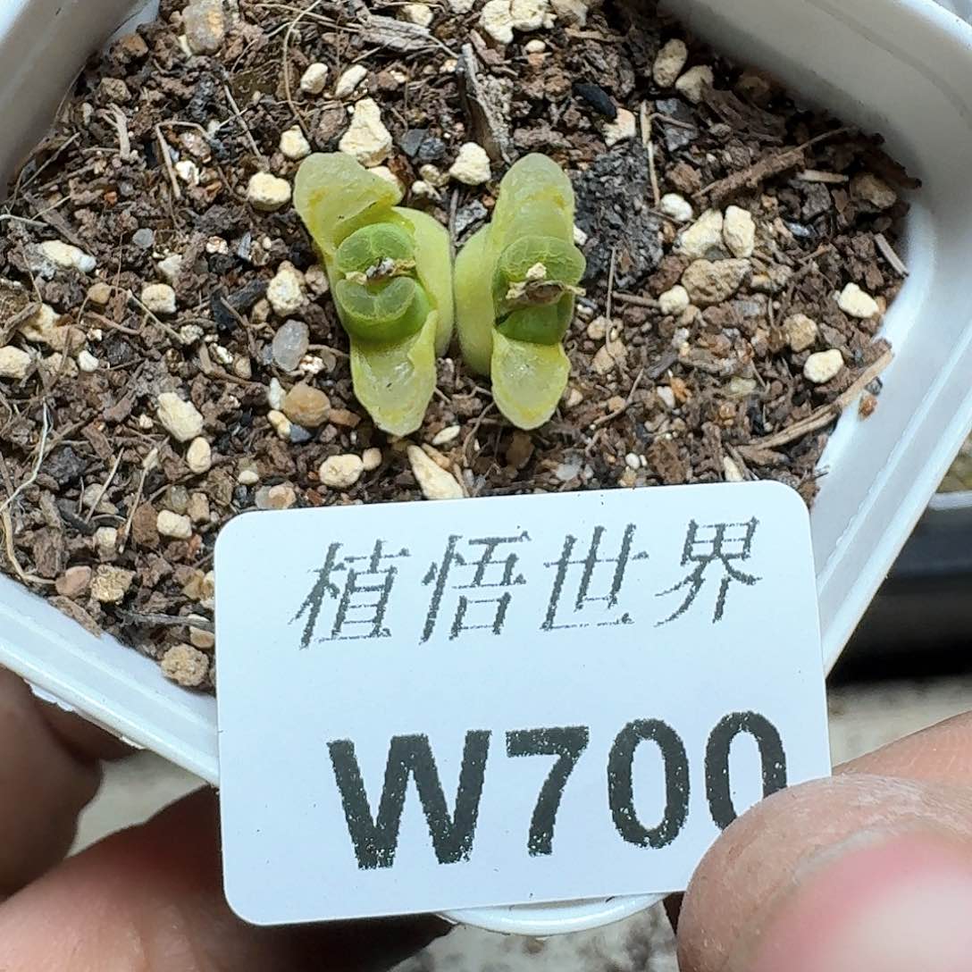 700盒多肉植物哇c f