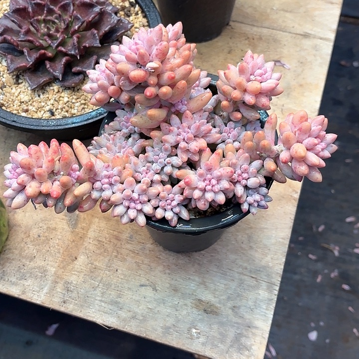 九**?多肉植物，婴儿手指