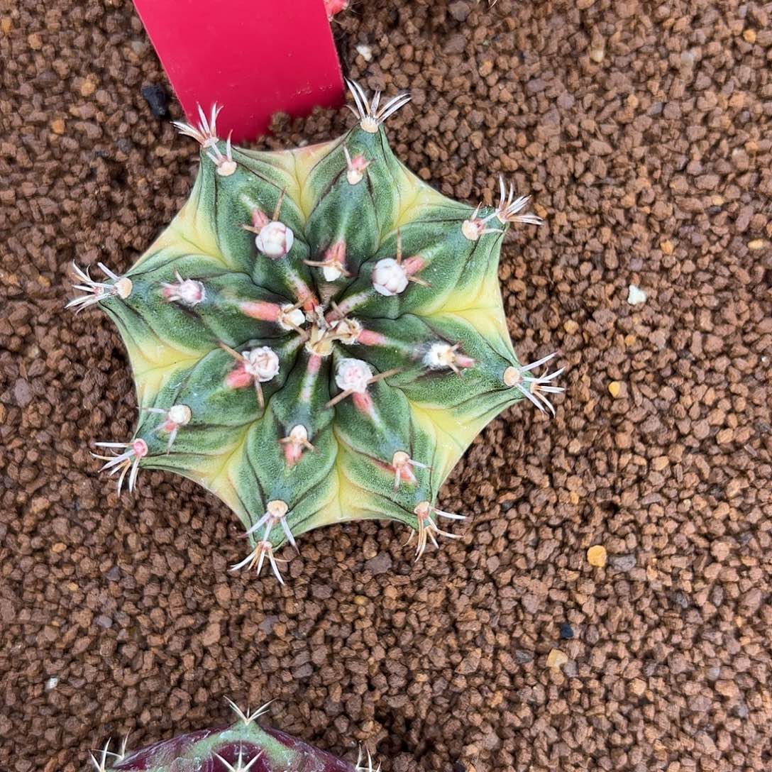 183-1110泰国发货多肉