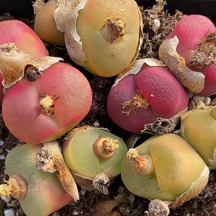 839双头母本彩蟠桃一组。   