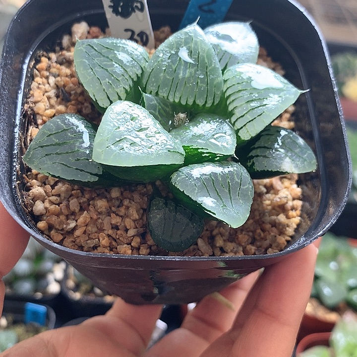 实生皮上窗寿一物一拍