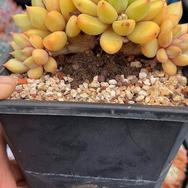 多肉植物一物一拍