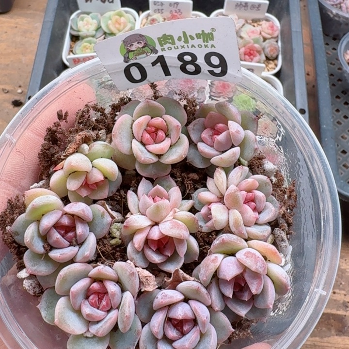 多肉植物多肉植物