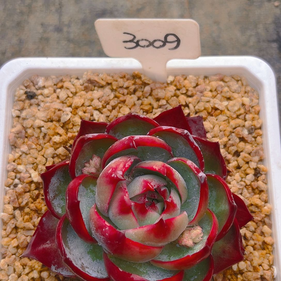 惊鸿仙子一物一拍3009号