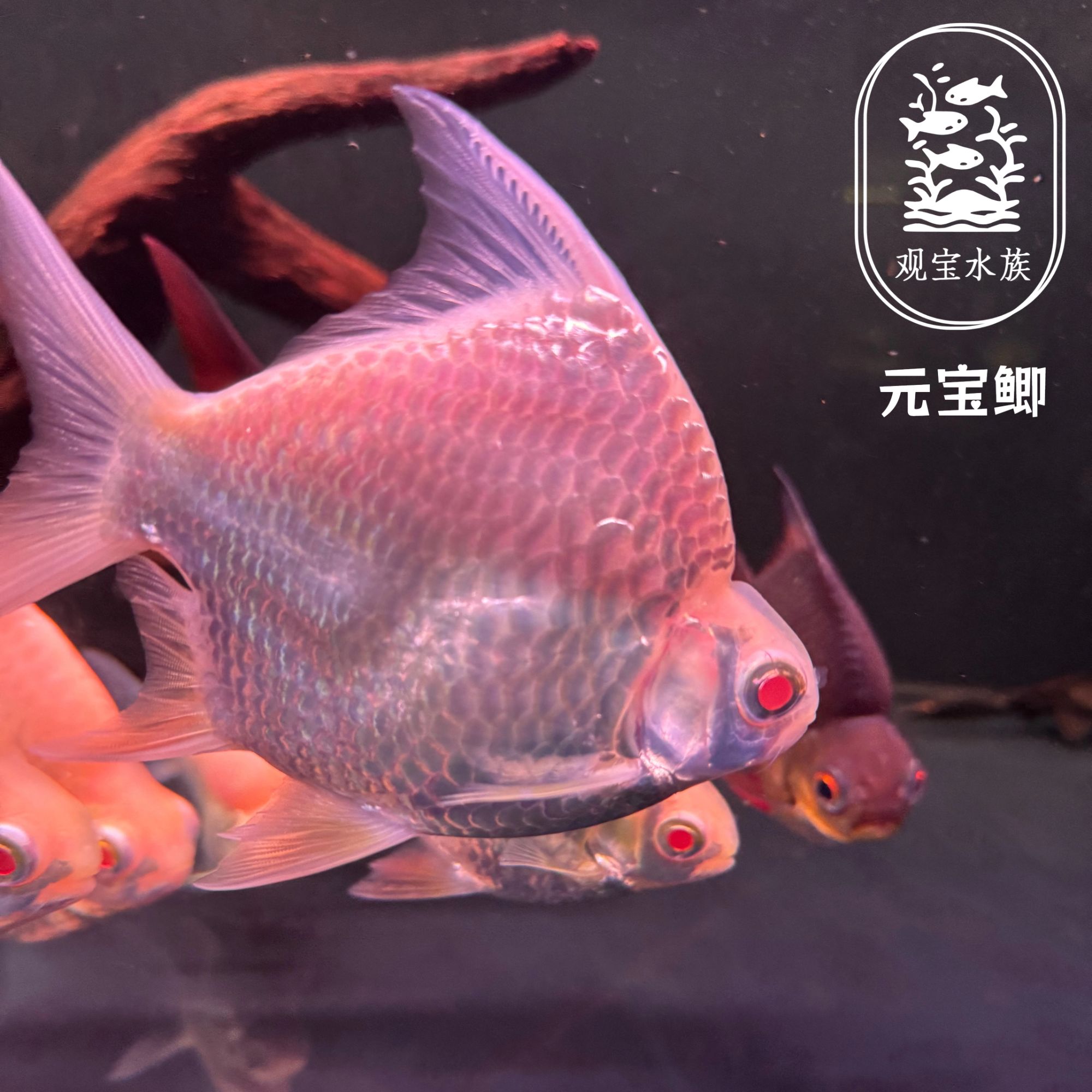 泰国进口元宝鲫 精品龙鱼配鱼 热带野生观赏鱼
