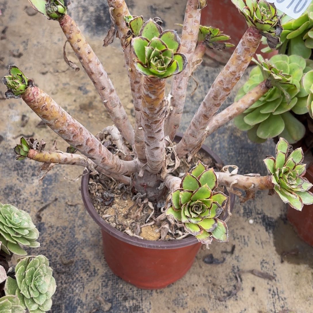 10多肉植物捧花的时候