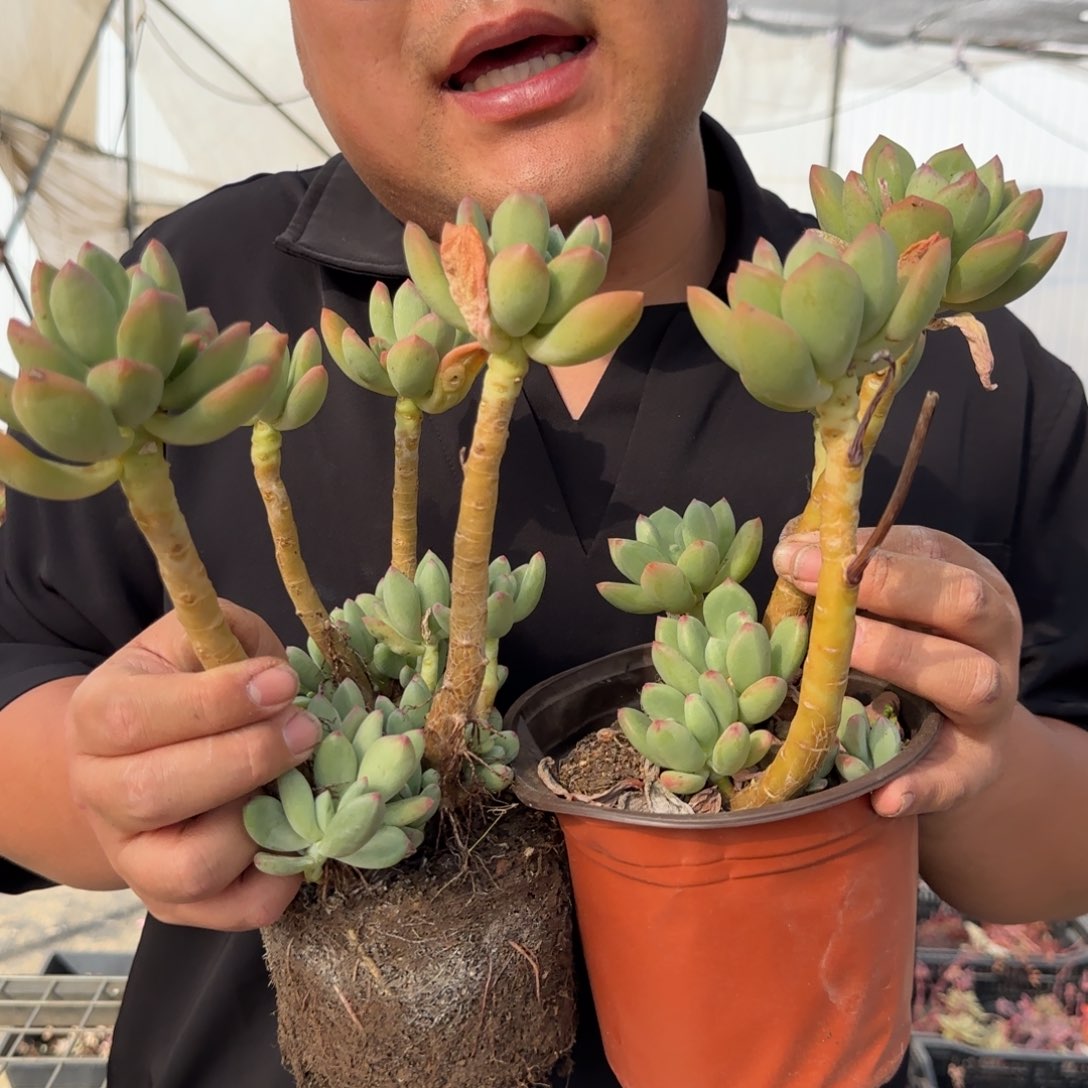 清新美人三头起发两盆