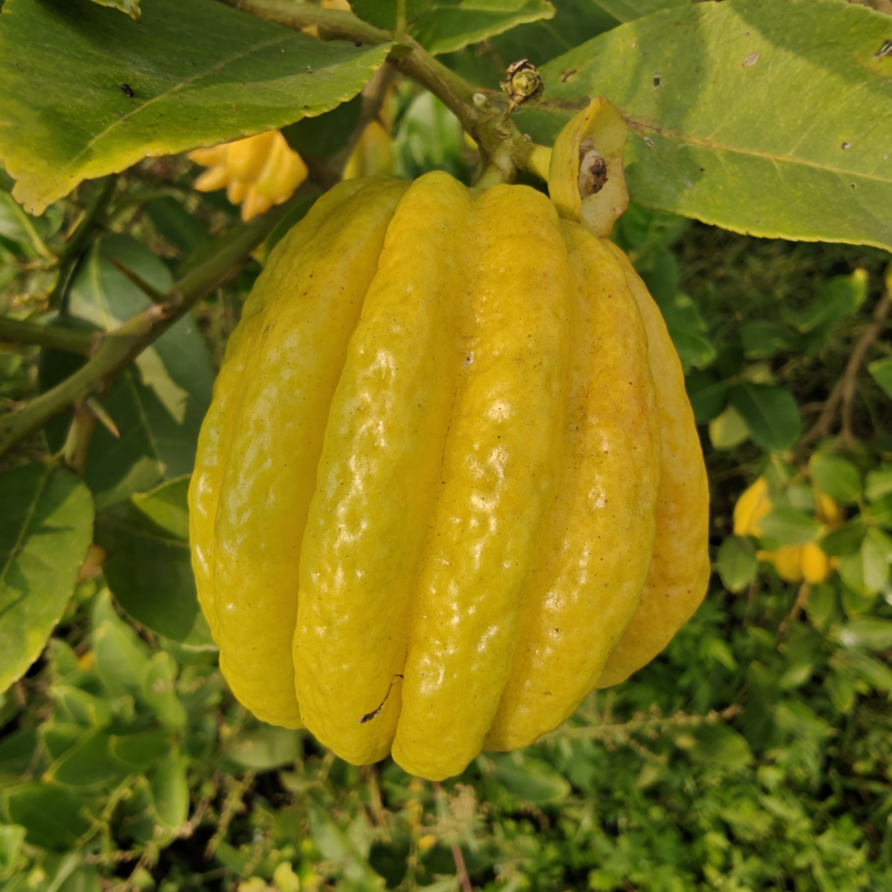 红花佛手清供水培盆景观赏闻香 风水寓意美好 香气怡人观果花卉