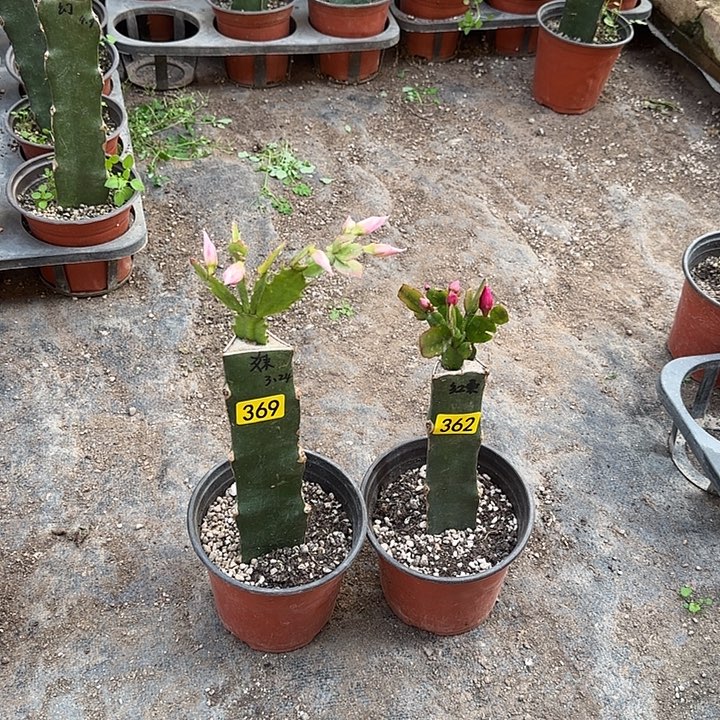 362+369嫁接蟹爪兰、妹妹+红桑巴