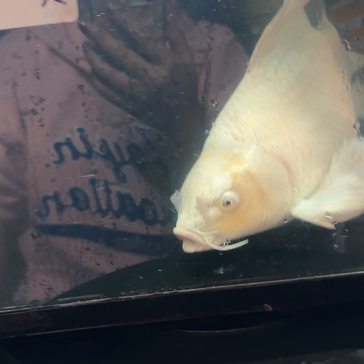 蝴蝶鲤鱼蝴蝶鲤包邮40不售后