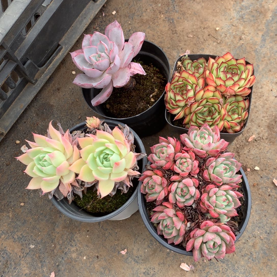 你是怎么对的呀怎么办的