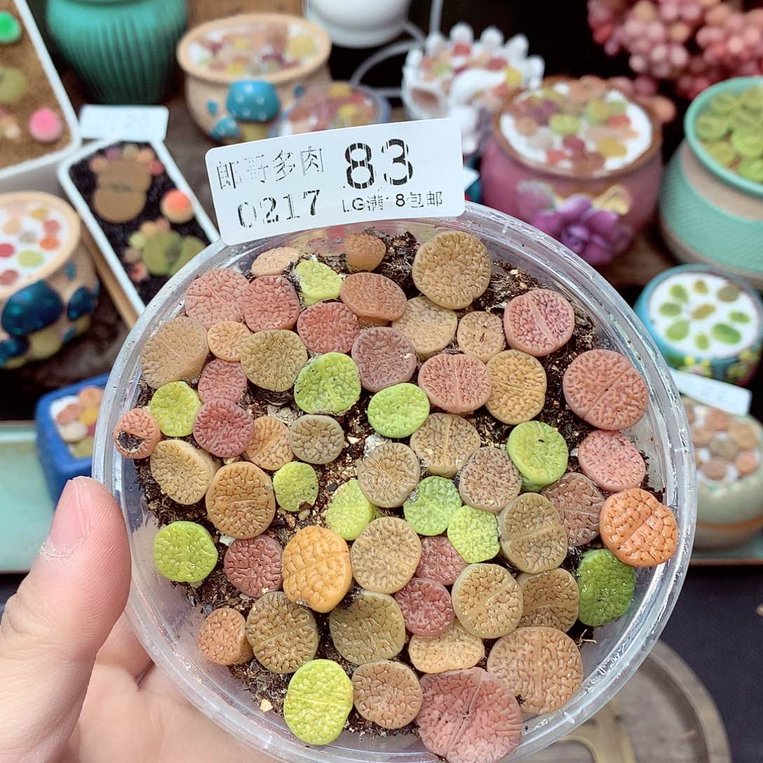 郎哥多肉生石花，17-83