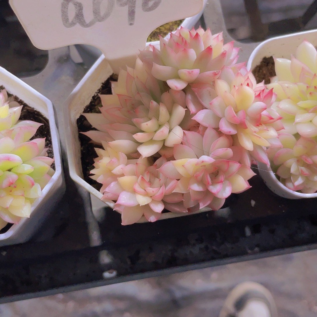 圆**。女雏锦a096一物一拍