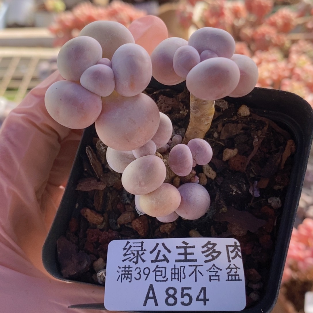 橙奶5cm854多肉植物