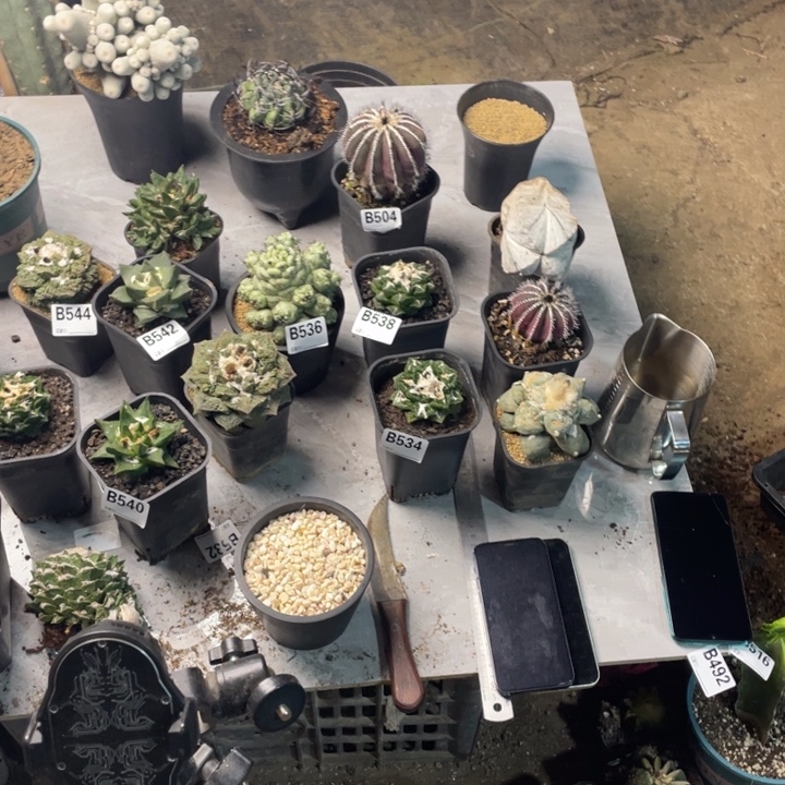 日***幕558一个仙人球大个