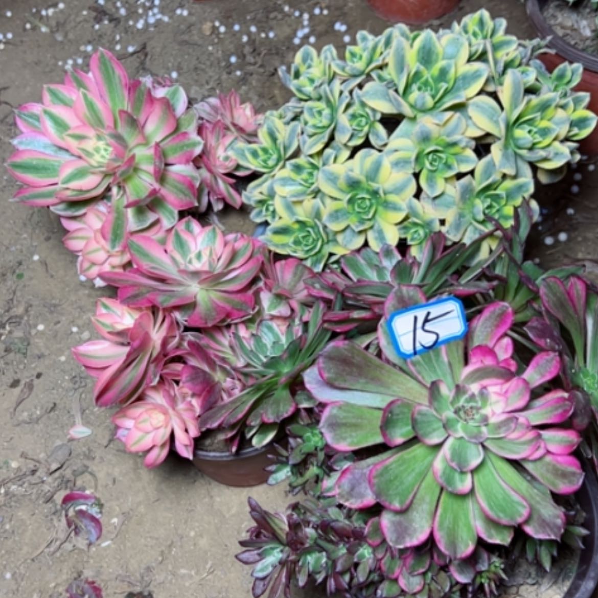 【闪购商品】多肉植物处理不售后15