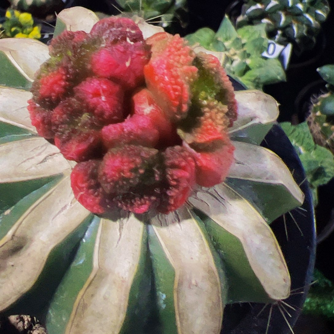 无花朵福利红牡丹锦群012