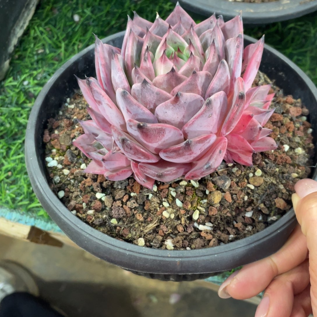 卡杂冠幅10 公分一物一拍