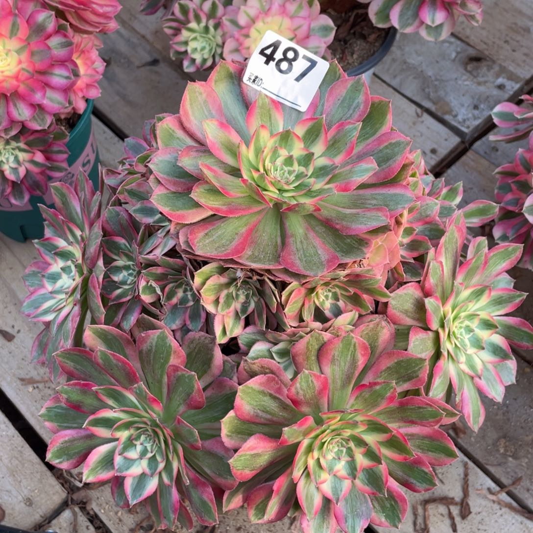 487云荷手捧多肉植物