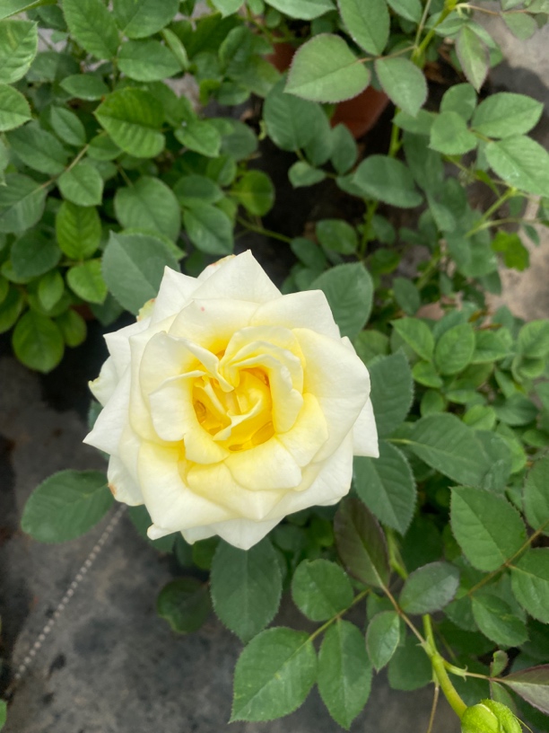 （苹果绿)月季盆栽