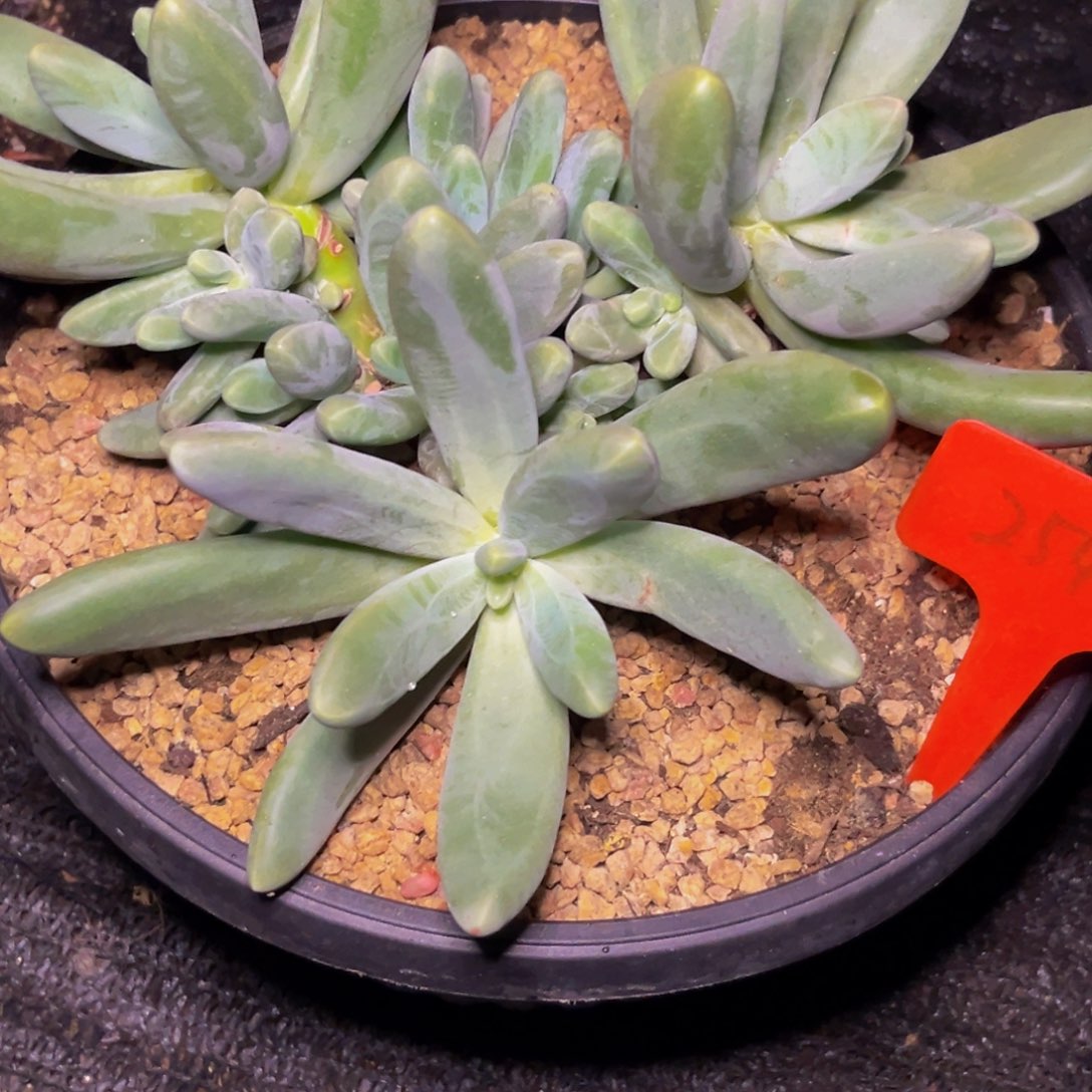 2548下午多肉植物群生