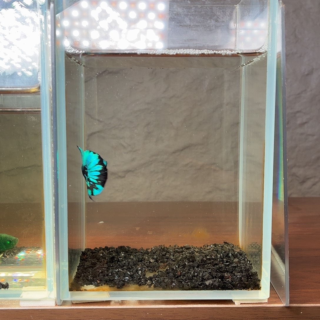 斗鱼暗黑将军公鱼