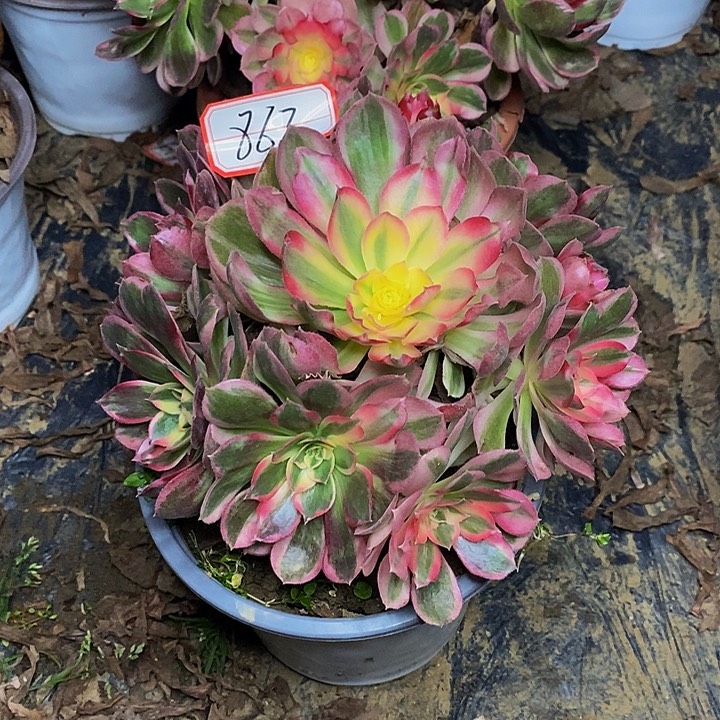 粉芙蓉老桩捧花863号