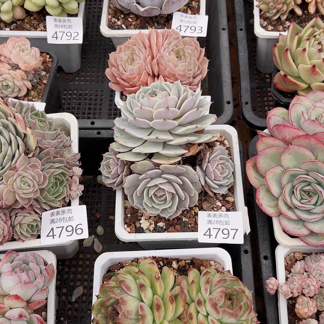 9号甜*我们的确是一4797