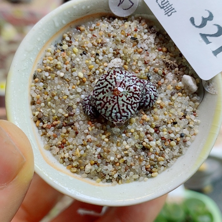 生石花花花花花花花321