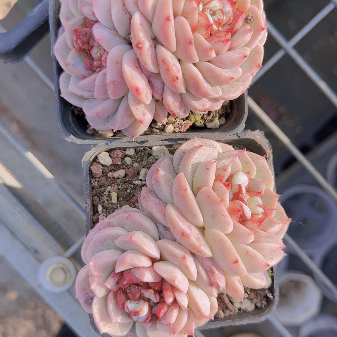 天鹅绒899999999888