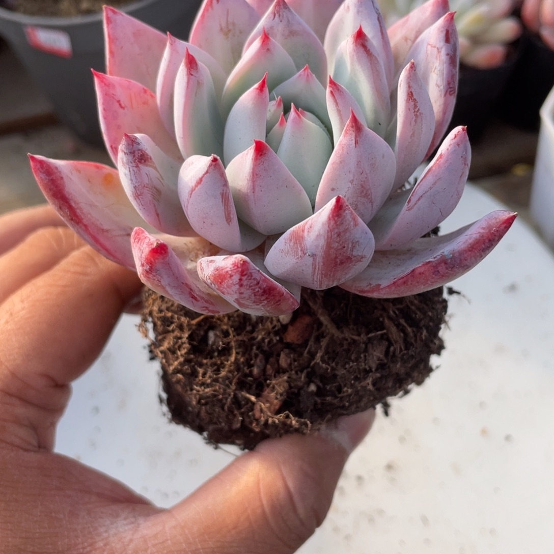 2409  北极熊  六月六