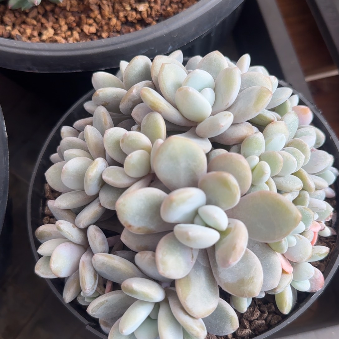 多肉植物一物一拍