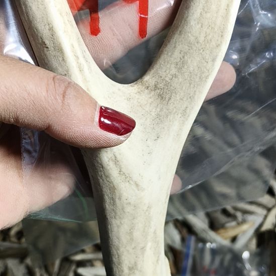 平***士鹿角鹿角鹿角鹿角鹿角鹿角
