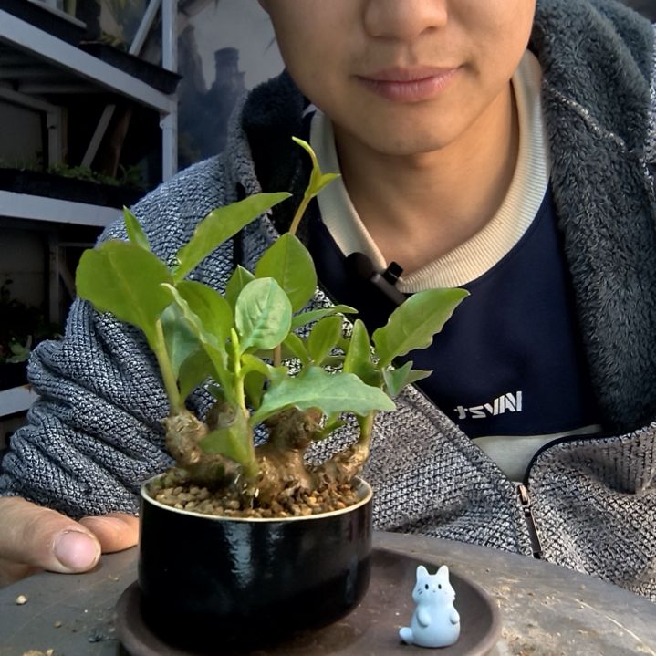 青*小盆景一物一拍289