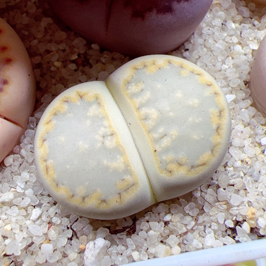 116优秀的肉肉58