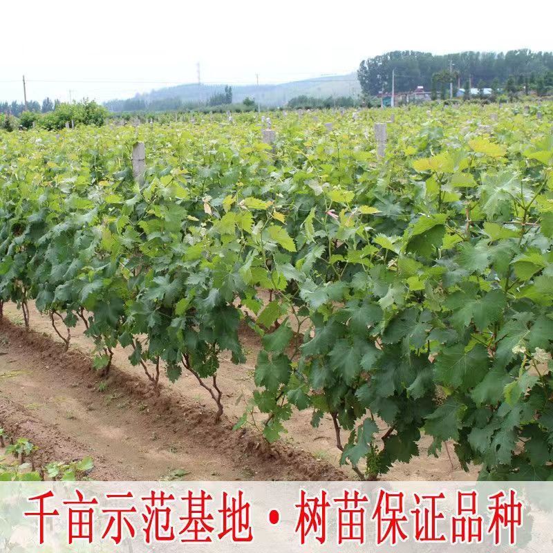 【剪叶发货】葡萄树苗现挖现发优质果树苗抗旱耐冻盆栽地栽巨峰阳光