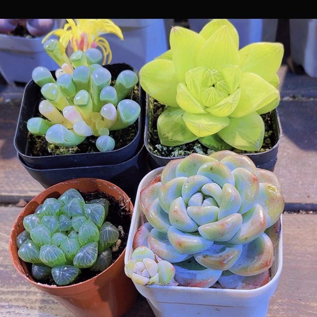 【满 9.9 包邮】五十铃锦 姬玉露 黄金玉露 冰玉单头直播间介绍为准