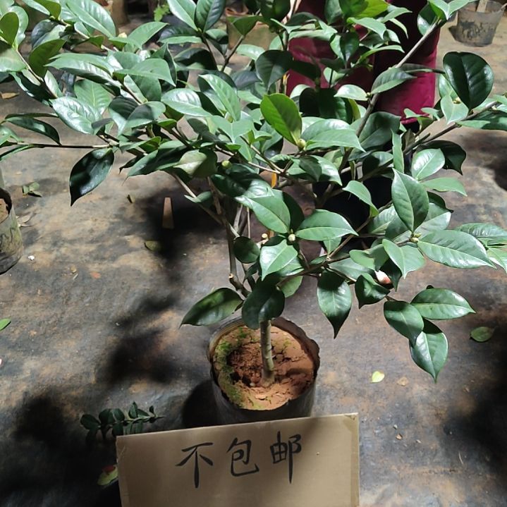 全部花苞原生情人节不包邮